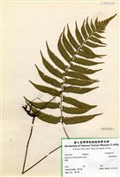 藏品(鋸齒雙蓋蕨)的圖片